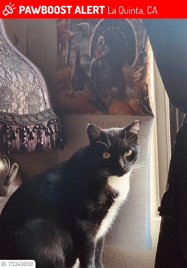 Lost Male Cat last seen Behind Walmart on dune palms, La Quinta, CA 92253