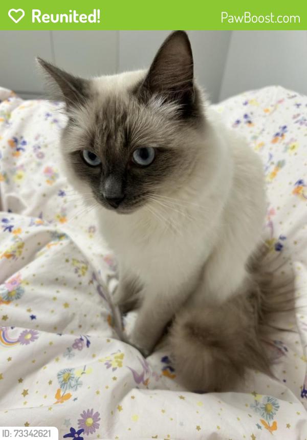 Reunited Male Cat last seen Tucker Rd, Bentleigh East, VIC 3165