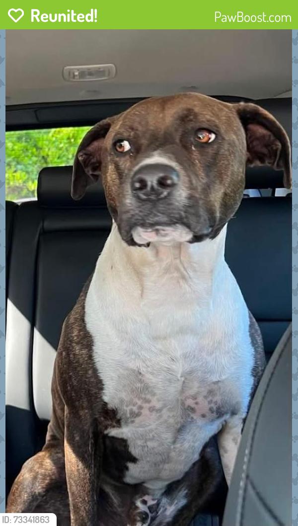 Reunited Male Dog last seen Williams Rd/ Turnbull Bay, New Smyrna Beach, FL 32168