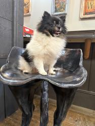 Lost Female Dog last seen Morgan Espresso College Way, Mount Vernon, WA 98273