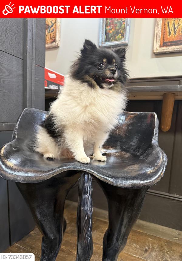Lost Female Dog last seen Morgan Espresso College Way, Mount Vernon, WA 98273