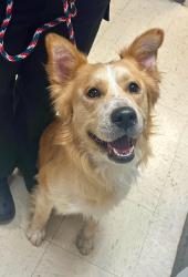 Reunited Male Dog last seen Seal and Territorial, Saint Paul, MN 55114