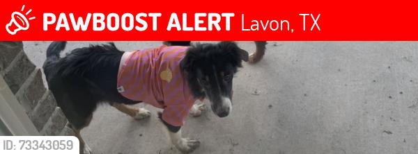 Lost Male Dog last seen Playground in front Hart leaf lane, Lavon, TX 75166