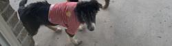 Lost Male Dog last seen Playground in front Hart leaf lane, Lavon, TX 75166