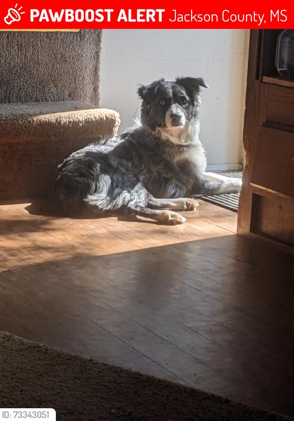 Lost Female Dog last seen Forts Lake Road Moss Point, Jackson County, MS 39562