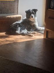 Lost Female Dog last seen Forts Lake Road Moss Point, Jackson County, MS 39562