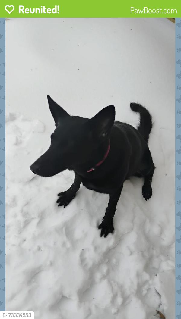 Reunited Female Dog last seen Red wolf Blvd, Jonesboro, AR 72401