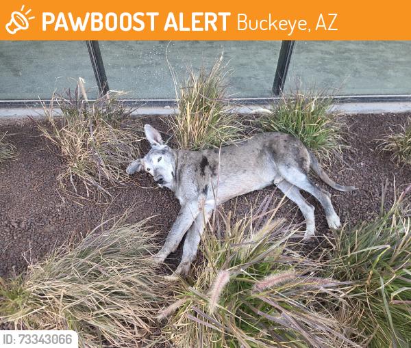 Found/Stray Male Dog last seen Shake Shack, Buckeye, AZ 85396