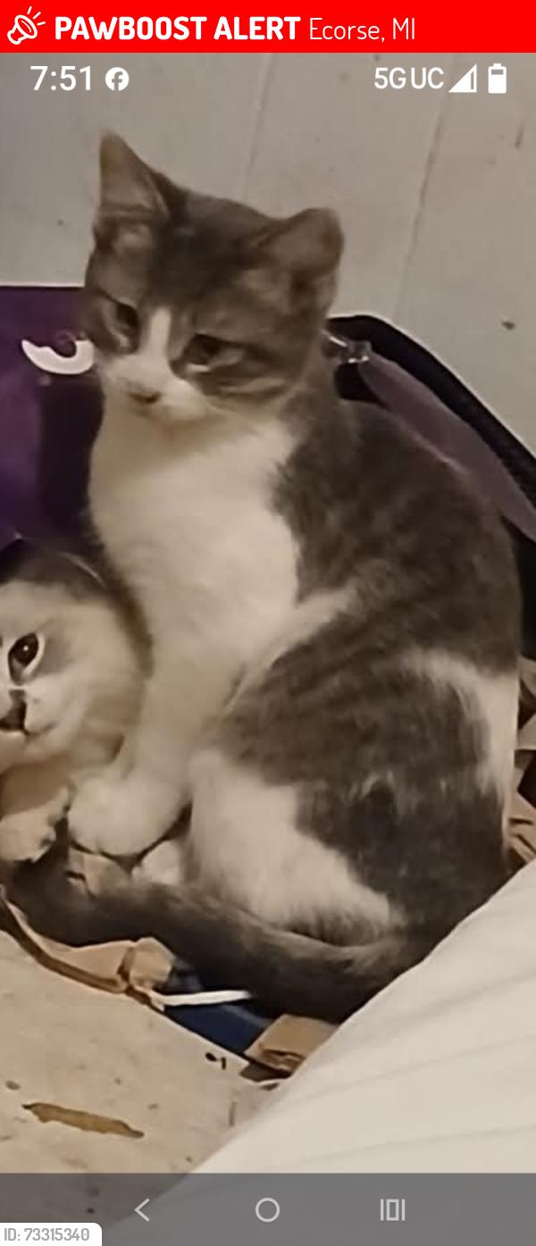 Lost Male Cat last seen Southfield and 9th Street, Ecorse, MI 48229