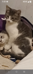 Lost Male Cat last seen Southfield and 9th Street, Ecorse, MI 48229