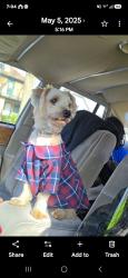 Lost Male Dog last seen Sheridan, fondulac, hampton, silverspring, Milwaukee, WI 53218