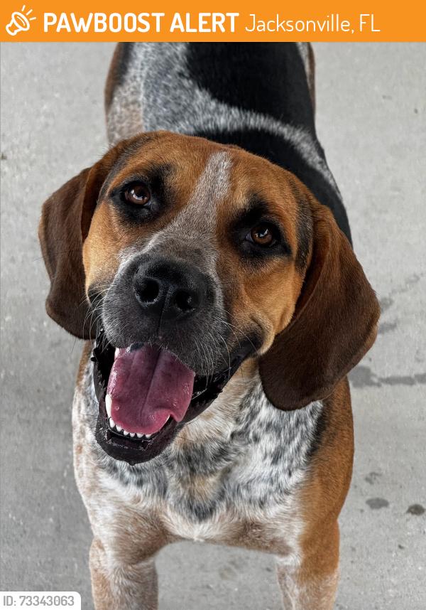 Found/Stray Male Dog last seen Lannie Road and Gold Star Parkway, Jacksonville, FL 32218