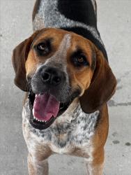 Found/Stray Male Dog last seen Lannie Road and Gold Star Parkway, Jacksonville, FL 32218