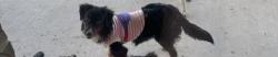 Lost Female Dog last seen Park playground across hart leaf lane in Lavon Texas, Collin County, TX 75173