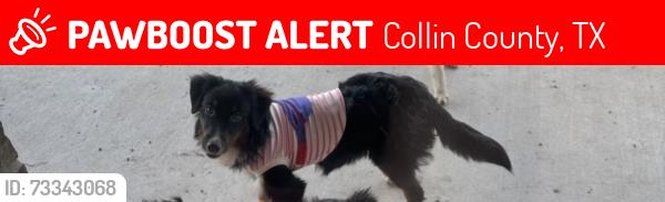 Lost Female Dog last seen Park playground across hart leaf lane in Lavon Texas, Collin County, TX 75173