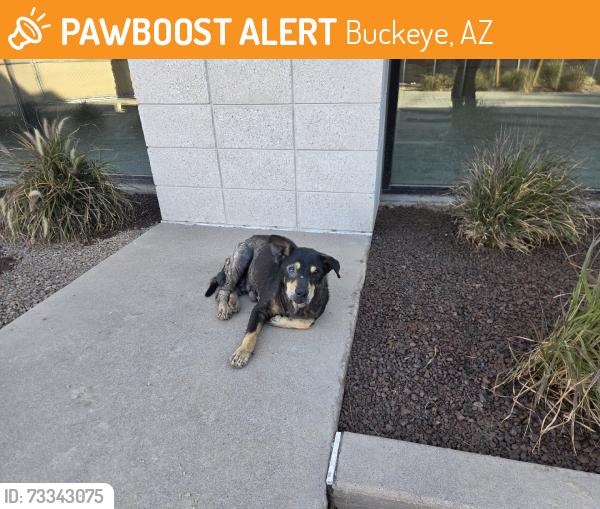 Found/Stray Male Dog last seen Shake Shack, Buckeye, AZ 85396