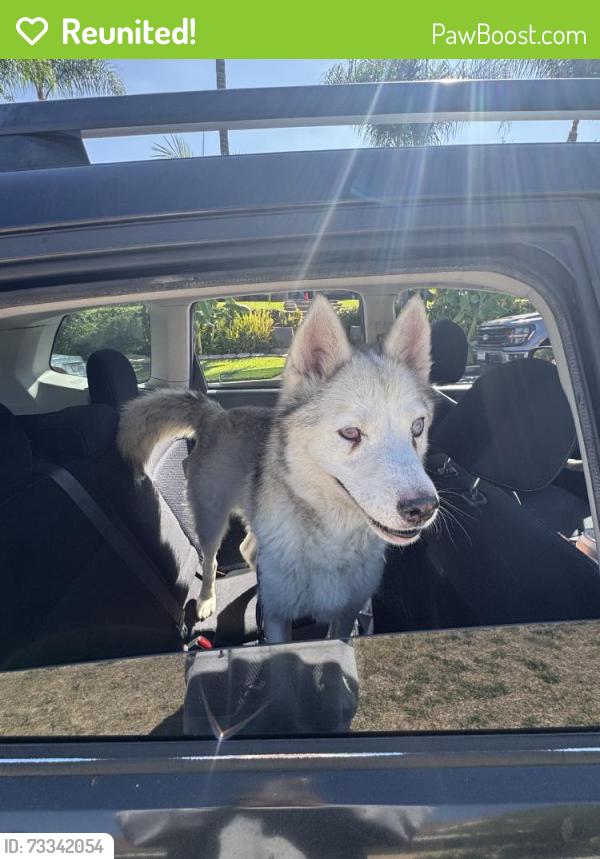 Reunited Male Dog last seen E Mesa Dr, West Covina, CA 91791, USA, West Covina, CA 91791