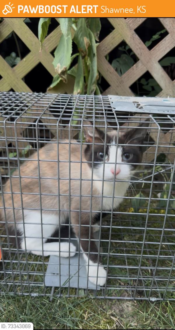 Found/Stray Female Cat last seen Lakeview Neighborhood. Johnson Drive & Pflumm, Shawnee, KS 66216
