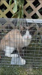 Found/Stray Female Cat last seen Lakeview Neighborhood. Johnson Drive & Pflumm, Shawnee, KS 66216