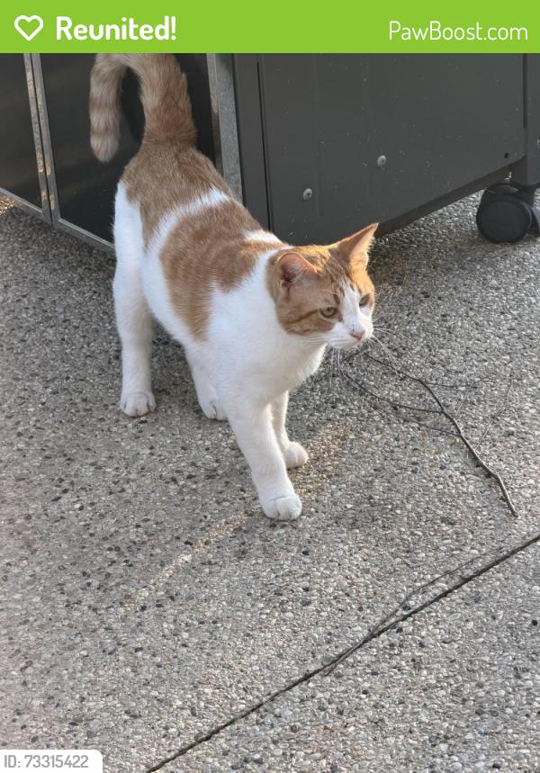 Reunited Male Cat last seen North Pointe Subdivision, Kenosha, WI 53140