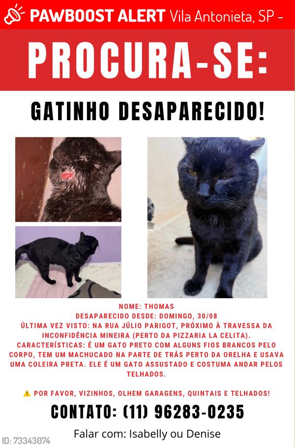 Lost Male Cat last seen Travessa da inconfidência mineira (pizzaria lá Celita), Vila Antonieta, SP 03478-007