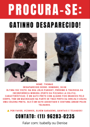 Lost Male Cat last seen Travessa da inconfidência mineira (pizzaria lá Celita), Vila Antonieta, SP 03478-007