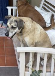 Reunited Female Dog last seen Cougar Ridge Hiking Trail on the border of Escondido and Valley Center, the north side of Daley Ranch, Hidden Meadows, CA 92026