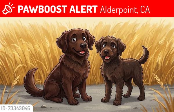 Lost Female Dog last seen Alderpoint Rd and Rancho, Alderpoint, CA 95511