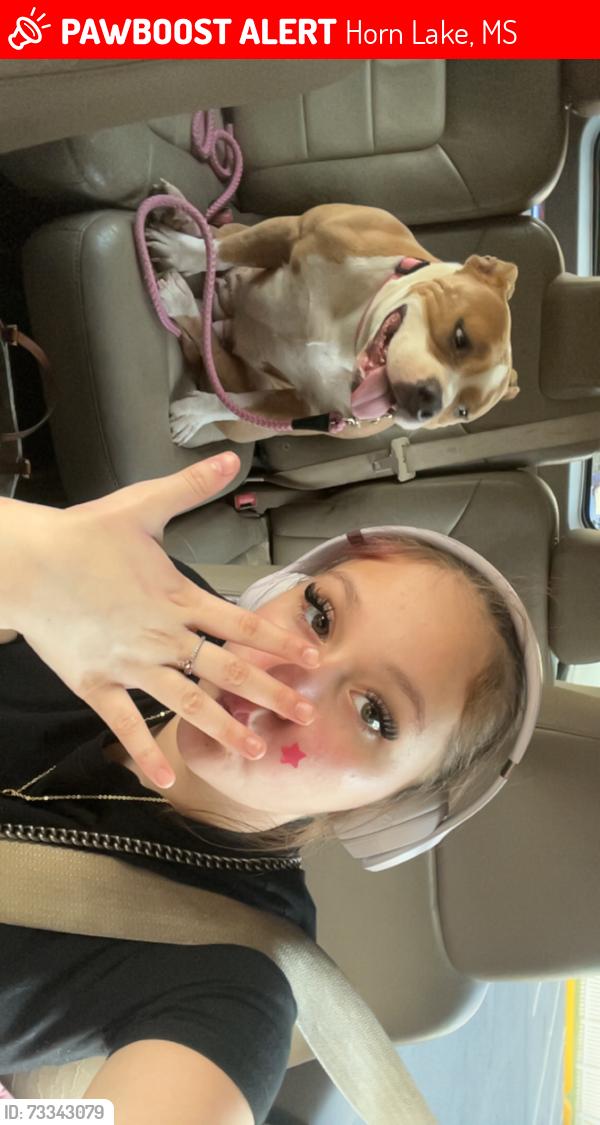 Lost Female Dog last seen Near, Horn Lake, MS 38637