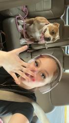 Lost Female Dog last seen Near, Horn Lake, MS 38637