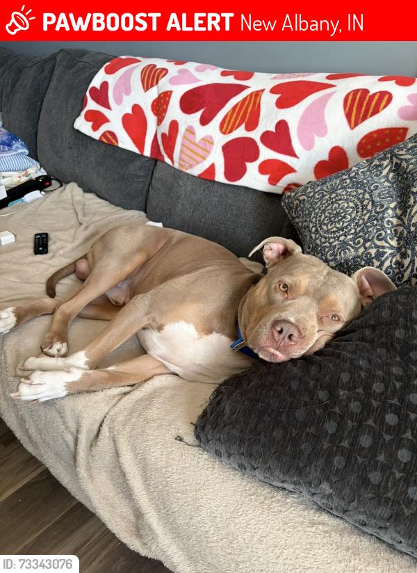 Lost Male Dog last seen Bono , green street, New Albany, IN 47150