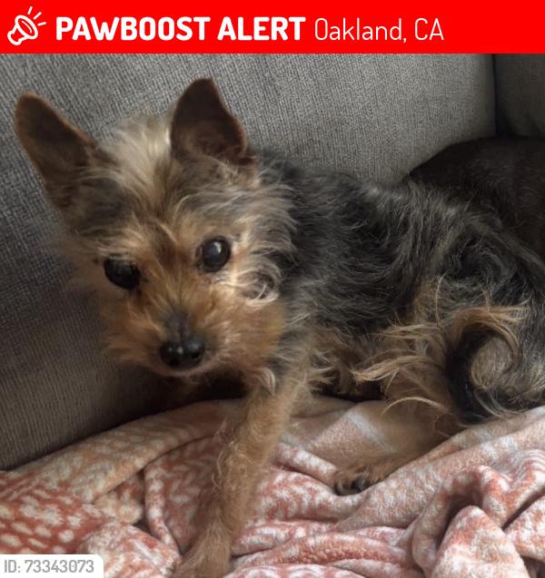 Lost Male Dog last seen 32nd street between Adeline Street and Chestnut Street, Oakland, CA 94608