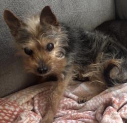 Lost Male Dog last seen 32nd street between Adeline Street and Chestnut Street, Oakland, CA 94608