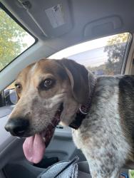 Reunited Male Dog last seen Robinson Road, Knoxville, TN 37923
