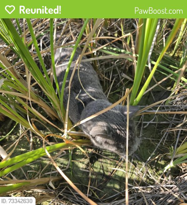 Reunited Female Cat last seen Near St John Ln, Brownsburg, IN 46112, Brownsburg, IN 46112