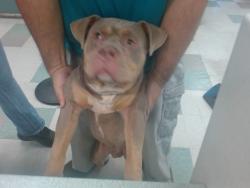 Shelter Stray Male Dog last seen Near BLOCK SE 20TH ST, 2811 SE 29th St, Oklahoma City, OK 73129, USA