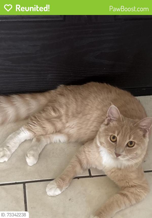 Reunited Male Cat last seen lugonia ave, Redlands, CA 92374