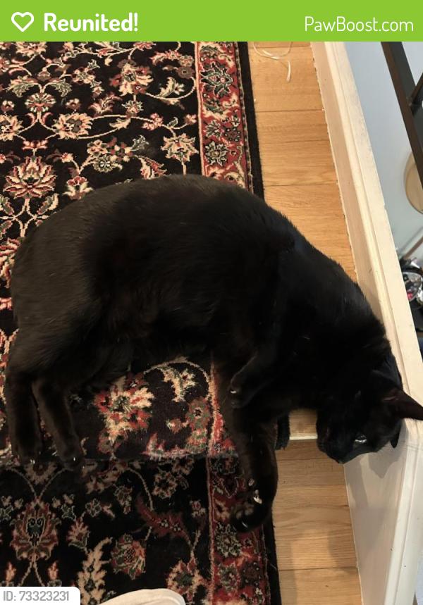 Reunited Male Cat last seen Stewart ave & Chesterton Dr, Walnut Creek, CA 94596