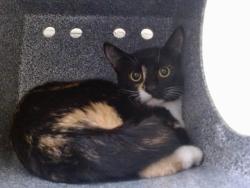 Shelter Stray Female Cat last seen , 2769 Conroy Rd, Orlando, FL 32839, USA