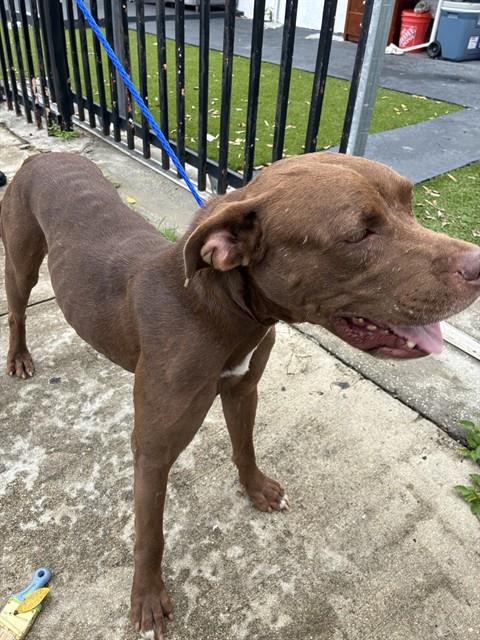 Shelter Stray Female Dog last seen Near BLOCK NW 31ST AVE, 3599 NW 79th Ave, Doral, FL 33122, USA