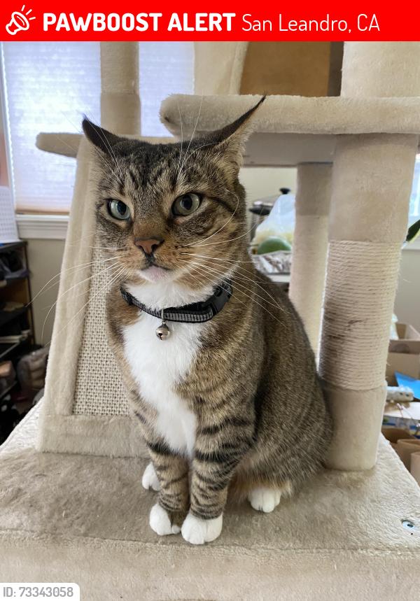 Lost Female Cat last seen Davis St, San Leandro, CA 94577
