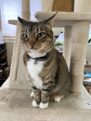 Lost Female Cat last seen Davis St, San Leandro, CA 94577