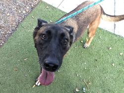 Shelter Stray Female Dog last seen AZ 74 AND LAKE PLEASANT PKWY, 2500 S 27th Ave, Phoenix, AZ 85009, USA