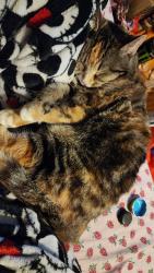 Lost Female Cat last seen Near 12st s, Lethbridge, AB T1J 2S8