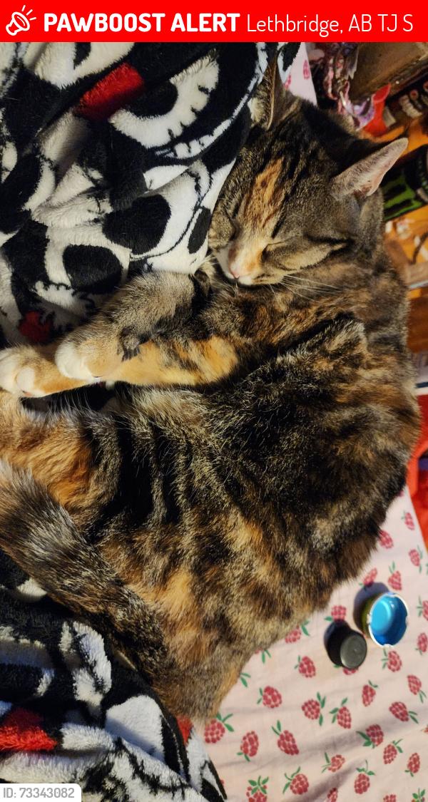 Lost Female Cat last seen Near 12st s, Lethbridge, AB T1J 2S8