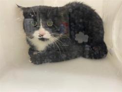 Shelter Stray Unknown Cat last seen Near BLOCK N 70TH ST, 3839 W Burnham St, West Milwaukee, WI 53215, USA