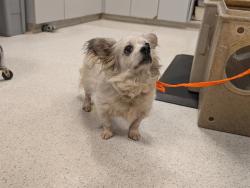 Shelter Stray Male Dog last seen Near BLOCK ROBERTS DR, BLACK DIAMOND WA 98010, 21615 64th Ave S, Kent, WA 98032, USA