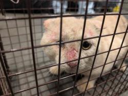 Shelter Stray Male Cat last seen N GREATER HILLS BLVD, CLERMONT, 12280 County Rd 448, Tavares, FL 32778, USA