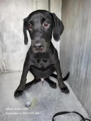 Shelter Stray Male Dog last seen ACME, 4710 TX-151, San Antonio, TX 78227, USA