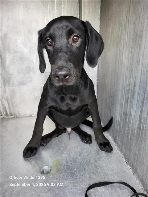 Shelter Stray Male Dog last seen ACME, 4710 TX-151, San Antonio, TX 78227, USA
